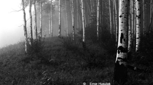 Aspens in the Mist