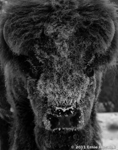 Bull Bison