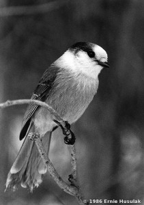 Gray Jay