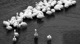 Resting White Pelicans